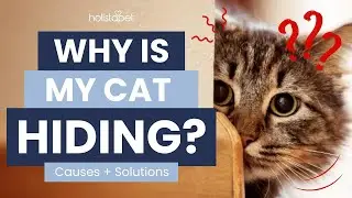 Почему моя кошка прячется и как мне её оттуда выгнать?