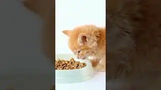 Top 3 Interesting Facts About Cats You Probably Didn't Know