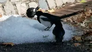 Magpies foraging on ice. #magpie #crows #binoculars #bto #rspb #britishbirds #birdsongs #birdcalls 