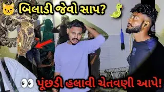 Cat Snake Rescue from Farm House 🐍 | Safe Release in Open Forest 🌿