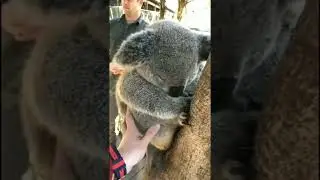 Cute koala sleeping on the tree  🐨 😍 #shorts Please, subscribe⬇️