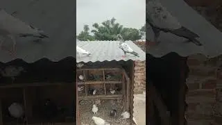 Parwazi pigeon#kalanchkabootar#rampurikabootar#indianhighflyerpigeons#parwazipigeon#desikabootar#
