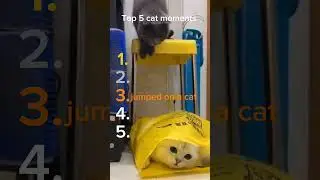 Top 5 cat moments 16 #cat #moments #cute #funny #relatable