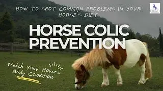 Horse Colic Prevention Starts Here