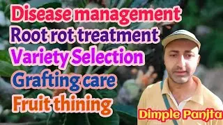Graft care, root rot treatment, disease management / अप्रैल के महत्वपूर्ण कार्य/ @bagwanikibaat