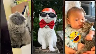 Funny Pets 🐱 #funny  🙀 #mewmew Part 9949