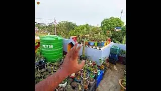 Garden Care Tips + New Plant Stands & Additions | Easy Tricks for a Lush Garden
