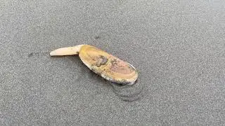 Razor Clam digging back into the sandy beach near Seaside, Oregon!