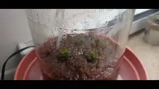 DIY Sundew & &iquest;Swamp Plant? Culture
