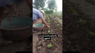 love and protect the eggplants for insect use organic way#vegetables #garden