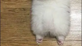 Cheesebooger