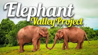 Elephant Valley Project in Mondulkiri I Attraction in Mondulkiri IThe Mondulkiri Project in Cambodia