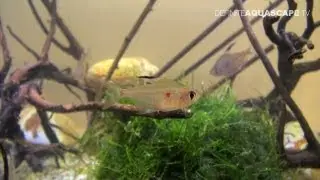 Rare tropical aquarium fish - Aquatics Live 2012, part 8