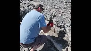 How it's done ... fresh Devonian fossils