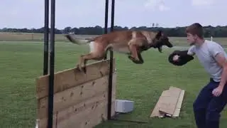 Belgian Malinois In Action