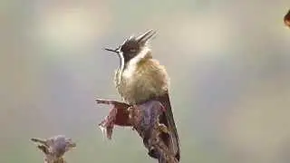 Endemic, Green-bearded Helmetcrest, Oxypogon guerinii, Paramo de Chingaza, Bogota Birding