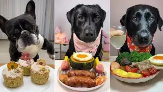 Dog Mukbang Showdown &ndash; Ultimate Doggy Food Challenge | Dog Eating Food