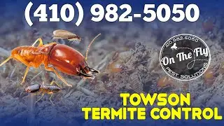 Termite Control Towson Maryland - (410) 982-5050 - On The Fly Pest Solutions