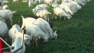 Weiderobot lely melkgeiten