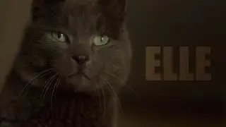 Elle Analysis: In Defense of Dark Comedy