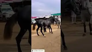Jagrao horse 🐎 fair