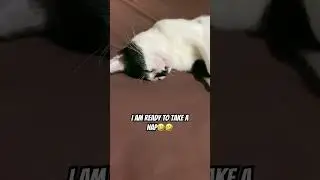 Original sound 🤣 #cat #catshorts #catvideos #cute #cutecat #original #catsleeping