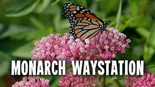 Create a Monarch Waystation