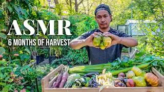 We Filmed Every Harvest From Our Garden For 6 Months | ASMR No Talking