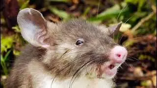 Top 10 Animal Transformations - Sassy And Opinionated