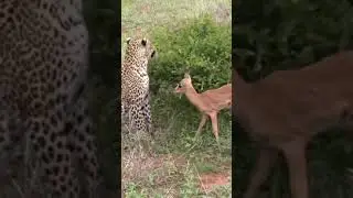 Incredible leopard behaviour during impala kill #shorts#wildlife