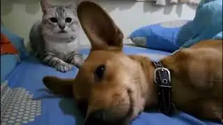 Shot on iphone  meme || who is Linda h