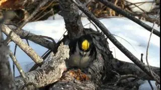 Pagami Creek Wildfire Black Backed Woodpecker 2
