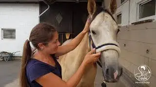 Updatevideo Nummer 8, Mustang Makeover Germany