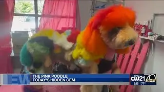 Hidden Gem: The Pink Poodle
