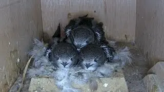 Swift nest (2025), eggs to fledging in 9 mins (Apus apus)