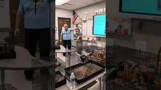 Learning about roof rats: Meet the Roof Rat!
