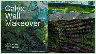The Calyx wall makeover | timelapse transformation in the Royal Botanic Garden Sydney