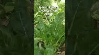 Unbelievable Spinach Reduces Depression and Anxiety#Shorts#depression#