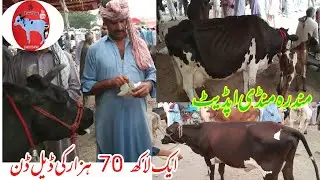 how to sale cow in mandi//mandra mandi latest update//jersey cow/sahiwal cow /cow tv pk