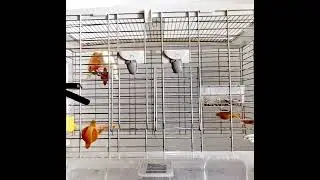 Canary Finch Flying UK