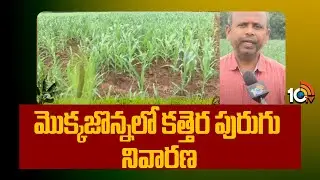మొక్కజొన్నలో కత్తెర పురుగు నివారణ |  Fall Armyworm Management in Corn Crop | 10TV News