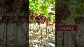 Grapes plant is Full of grapes Bunches #shorts