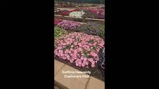 Surfinia Heavenly Cashmere Pink petunia