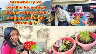 Саженцы клубники уже прибыли, а когда же прибудет клубника? Подождите и увидите 🍓🤑 #вирусныйблог ...