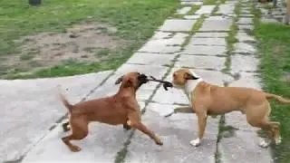 Becky Boxer K&ouml;ly&ouml;k & Amstaff Zeusz - K&ouml;t&eacute;lh&uacute;z&aacute;s / Tug of war