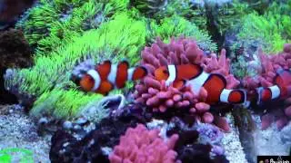 Practical Reef Redsea 250 3 month coral  growth  update!