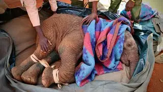 Rescue of Orphaned Elephant Taroha | Sheldrick Trust