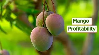 How Much Money Can You Make On 1 Acre Of Mangoes?| Smart Agri HubMaMMMango