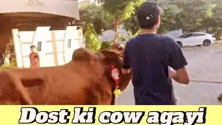 Finally Dost ki cow agayi 🐄🐮 #cowlover #cowvlogs #lodhivlogs #viral #funny