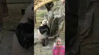 Little panda squats down, washing its face and hair-such a clean cutie! #panda #cutebaby #babypanda